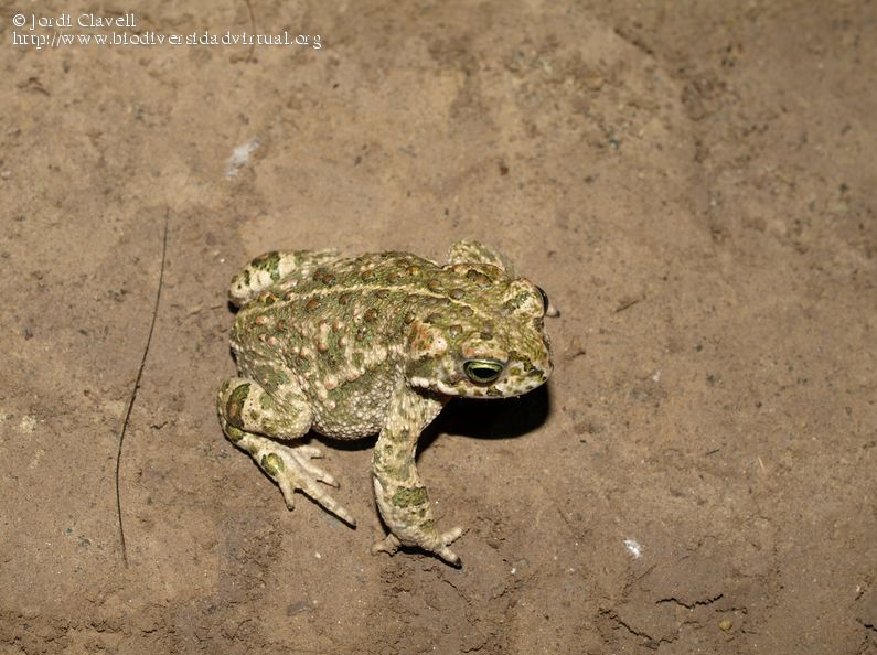 Bufo calamita (Autor: Jordi Clavell)