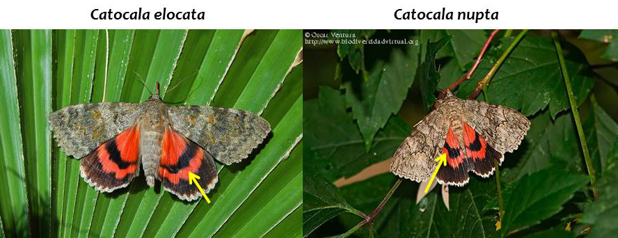 Comparativa entre Catocala elocata (izda. ) Catocala nupta (dcha.)