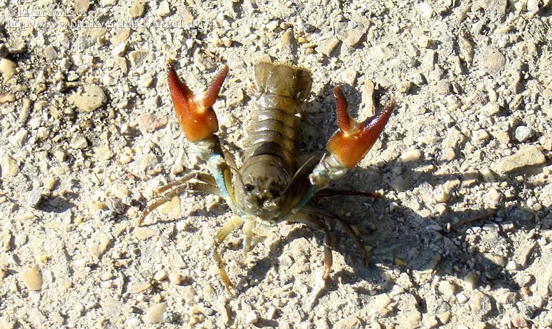 Pacifastacus leniusculus: detalle de la coloración rojiza de la parte ventral de las pinzas (Autor: Ricardo Laorga).