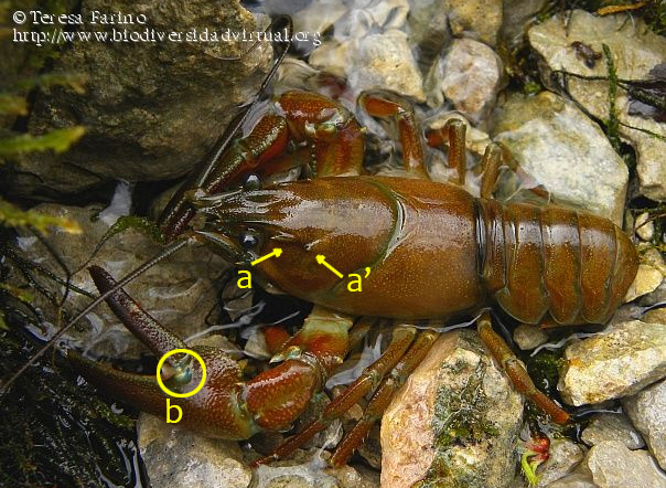 Pacifastacus leniusculus: detalle de las dos crestas espiniformes postorbitales (a y a’) y la mancha característica de las pinzas (b) (Autora: Teresa Farino).