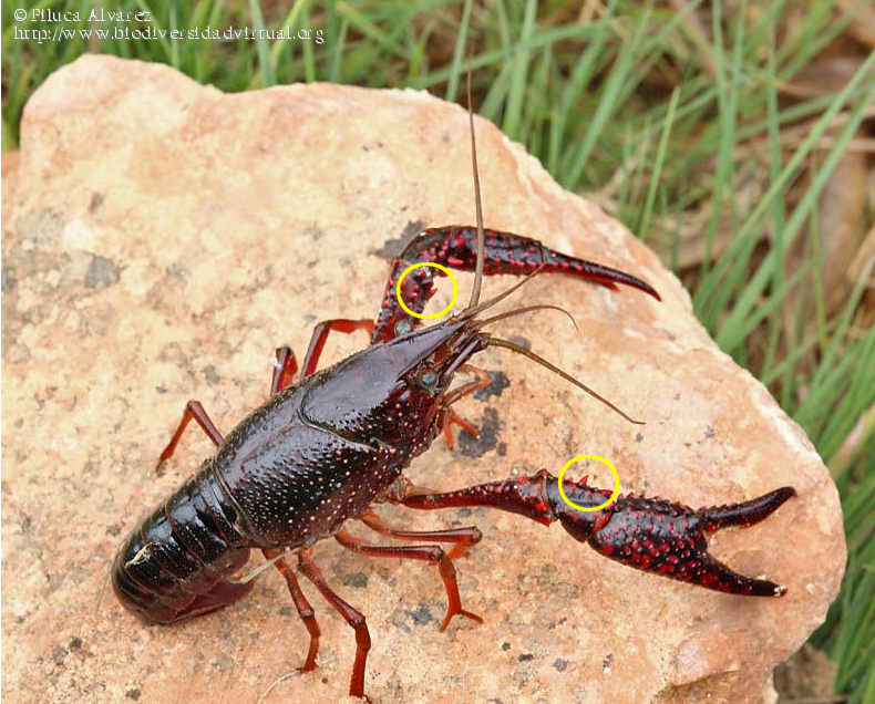 Procambarus clarkii: detalle del espolón de la cara interna del artejo anterior al de las pinzas (Autora: Piluca Álvarez).