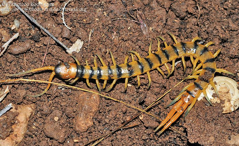 Scolopendra cingulata, con bandas negras transversales (Autor: Faluke)