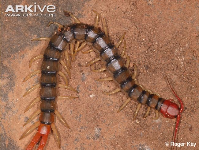 Scolopendra morsitans, con la cabeza y segundo segmento rojo (Autor: Roger Key)